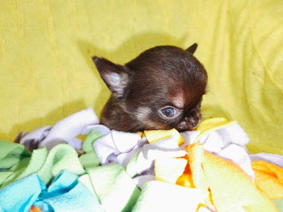 Чишечки чихуашечки