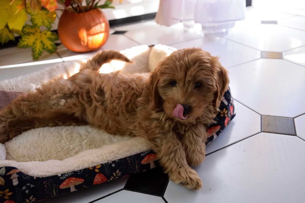 Cockapoo sunia F1 Cocker spaniel & pudel miniatura