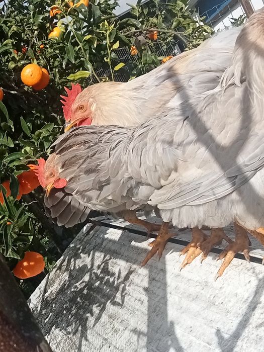 Galo Raça Leghorn Isabella Puro