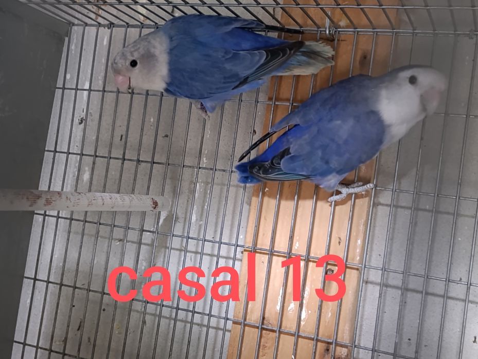 Casais agapórnis roseicollis