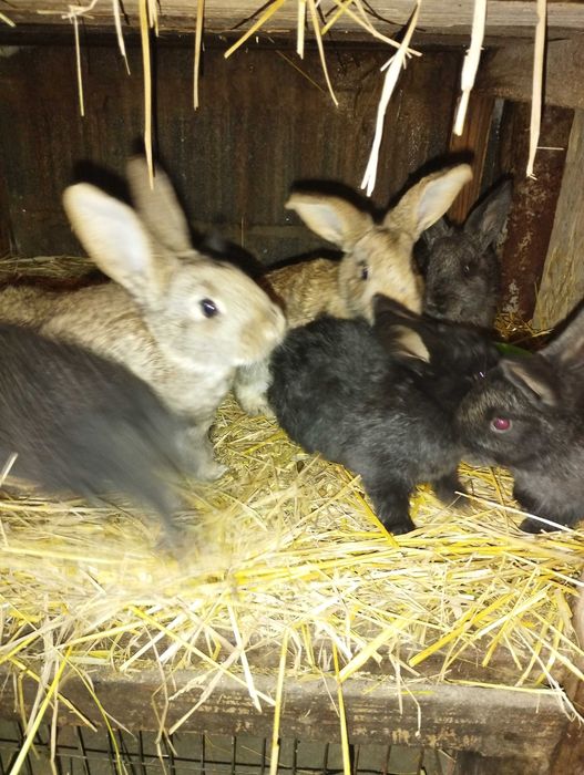 Продам кроликов . Возраст от 1,5 месяцев до 2 х.