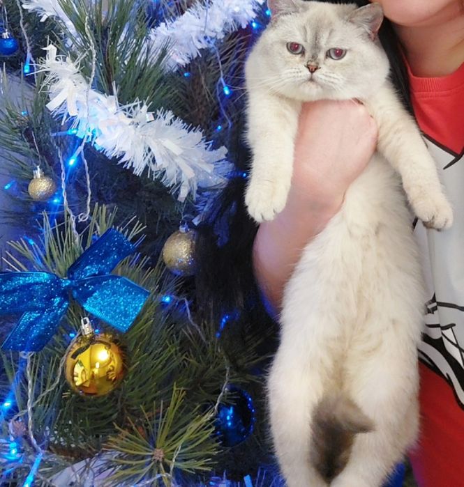 Скоттиш страйт девочка