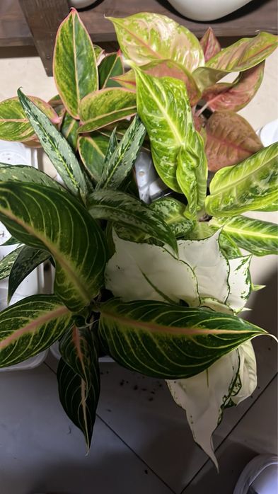 Аглаонема (Aglaonema) в наявності