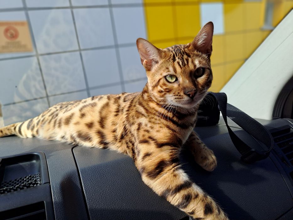 Бенгальский кіт. Вязка