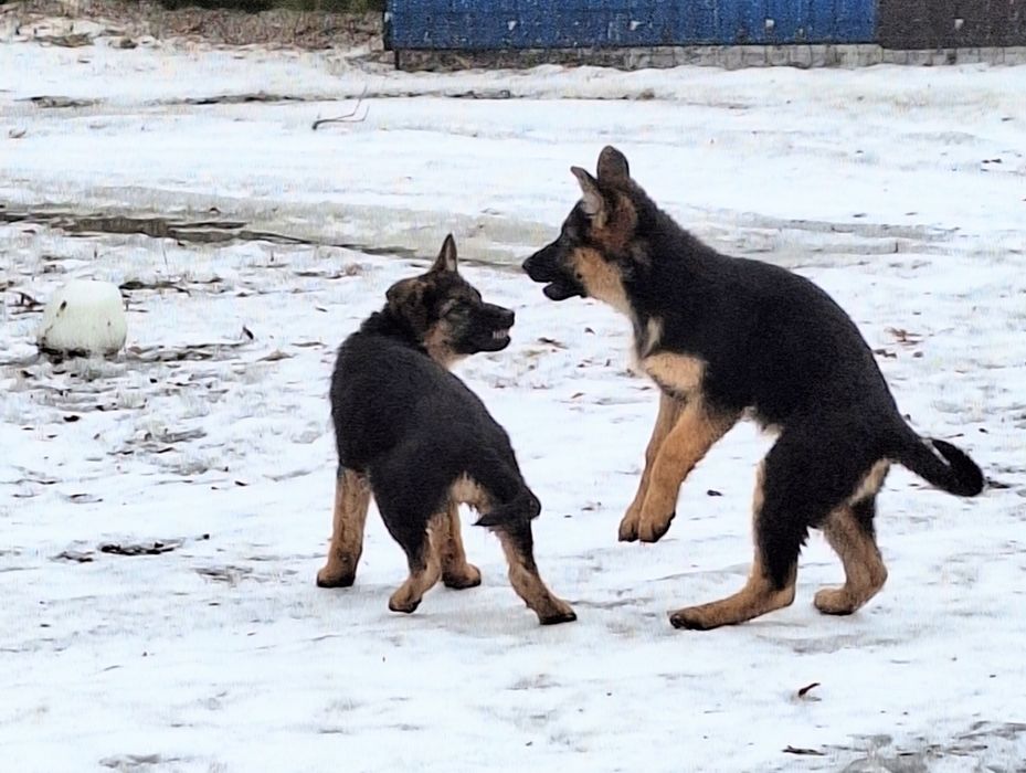 Sprzedam owczarka niemieckiego krótkowłosego