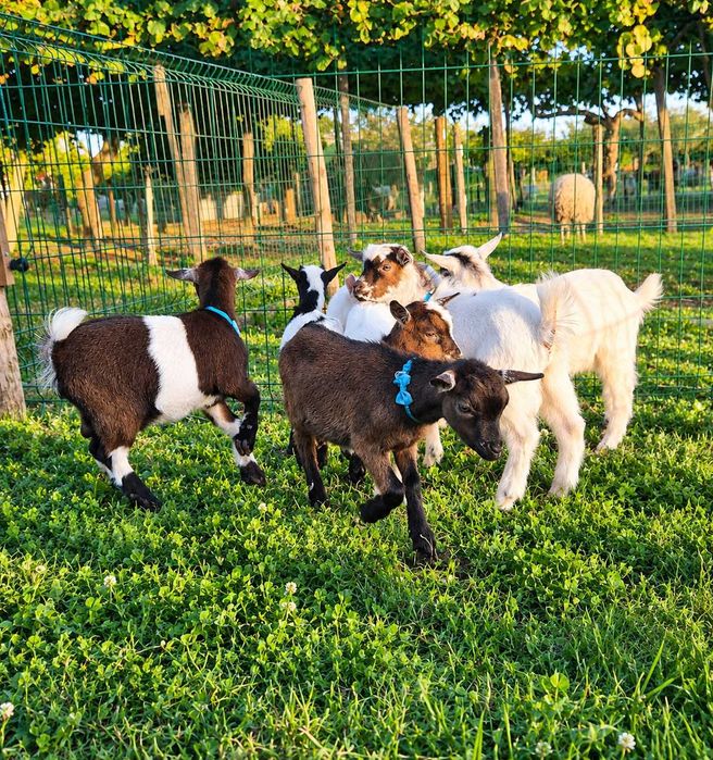 Cabras Anãs e Cabrinhas Micro Anãs