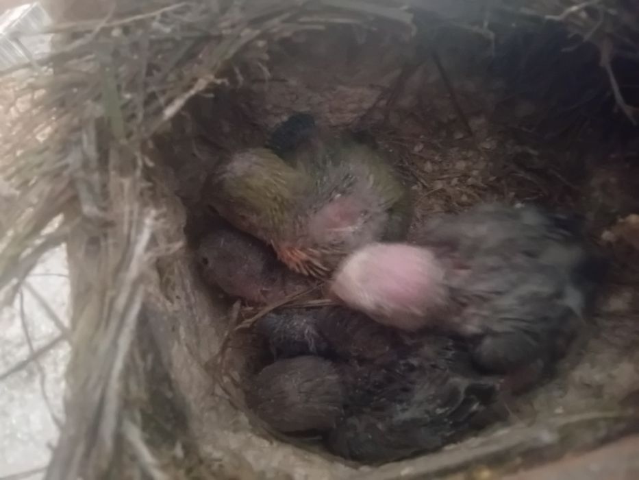 Agapornis criar à mão  Aveiro