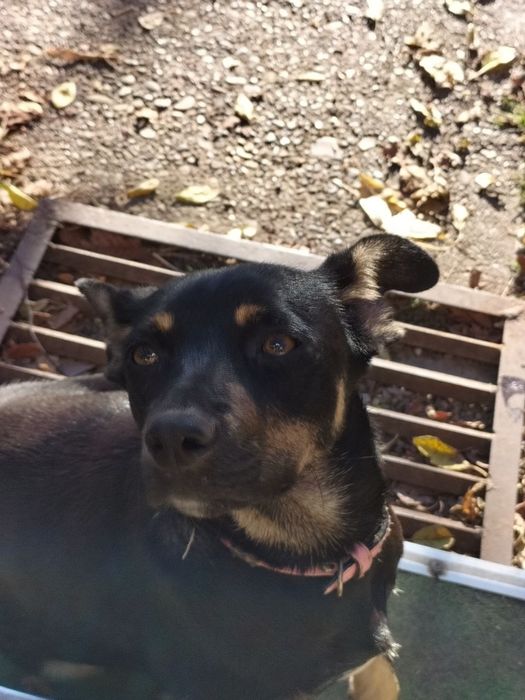 Пропала собака по кличкі Дейзі