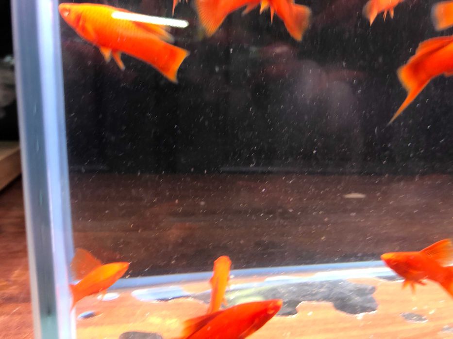 Wiedeński Delta mieczyk Red Albino