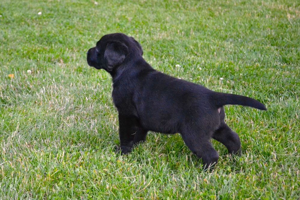 Samiec, pies Labrador Retriever czarny. Szczenię. Badania Genetyczne!