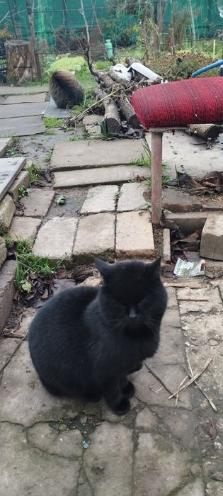 Потеряшка черный британец