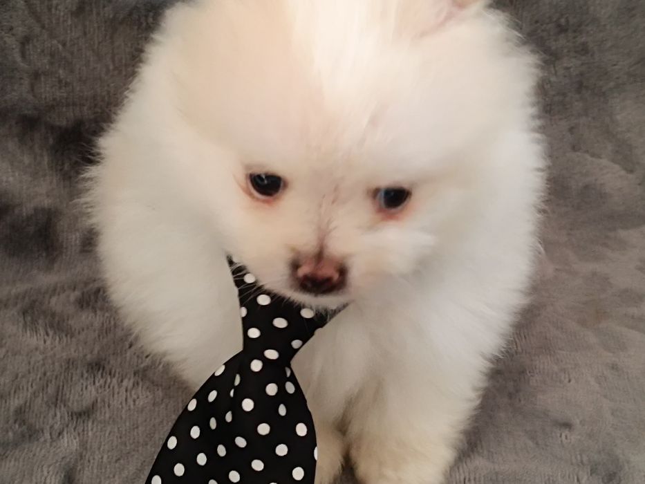 Szpic miniaturowy pomeranian piesek