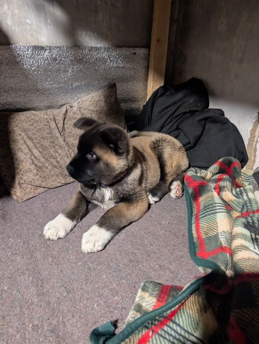 Акітодіти Американські