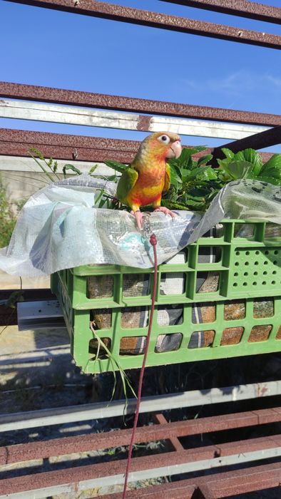 Piurra criada a mão domésticada