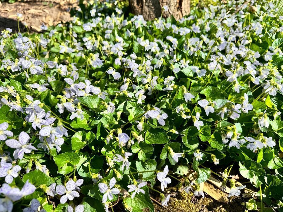 Fiołek motylkowaty 'Freckles' (Viola sororia) Doniczka 1.0L