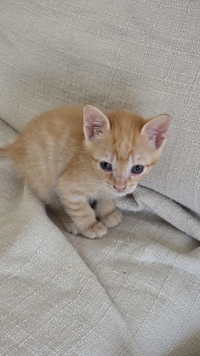 Gatinhos para dar