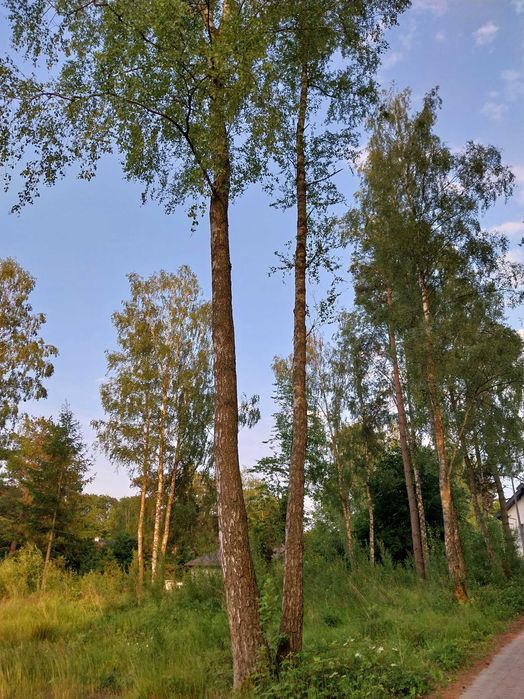 Działka budowlana z mediami 1280 m², Rekowo Górne ul. Świerkowa - Widok 3