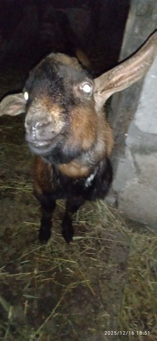 Продам альпо-нубійського козлика