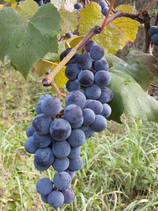 Продам Сік Виноградний Закарпатський
