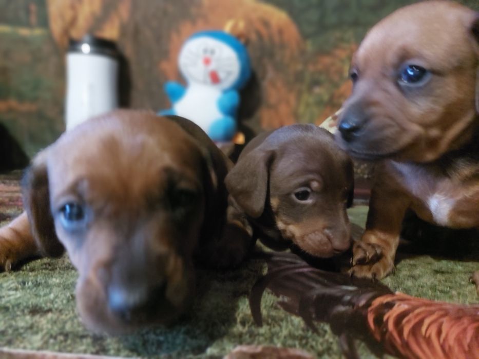 Цуценята такси!!! ціна договоірна!!