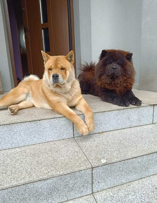 Czarny piesek rasy chow chow