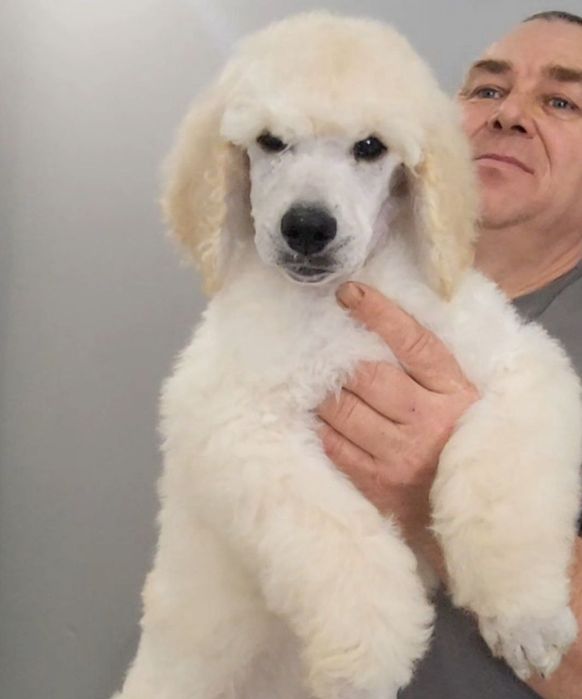 Щенки большого пуделя