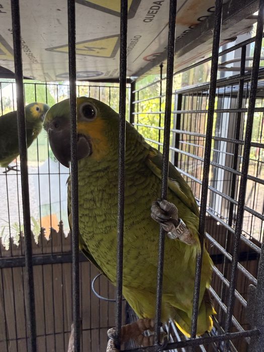 Papagaio Amazona Aestiva