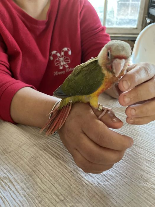 Arantigas Jandayas e Pyrruhras bebés