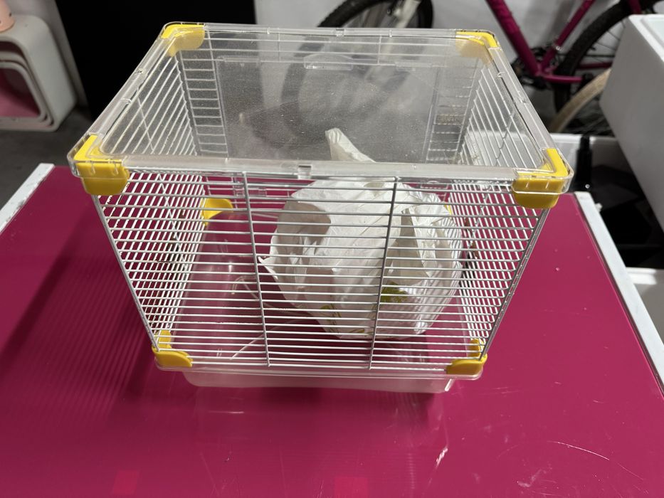 Casotas de hamster e Aquário para tartaruga