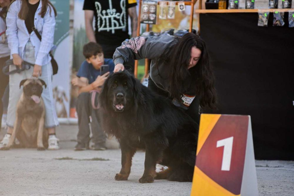 вязка тибетського мастифа