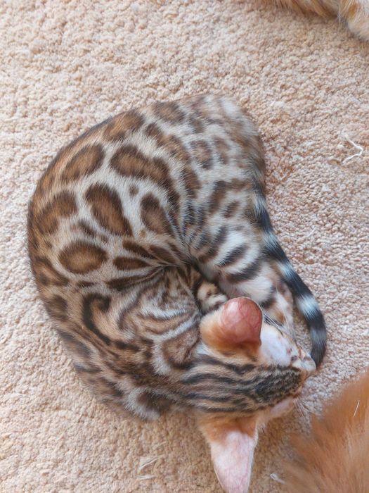 Kotka  Bengalska rodowód FPL