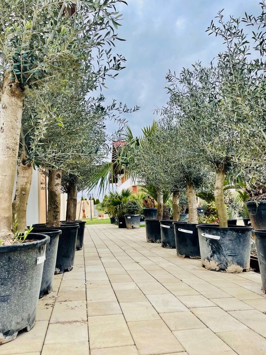 Olea europaea intensivo grube pnie import Hiszpania