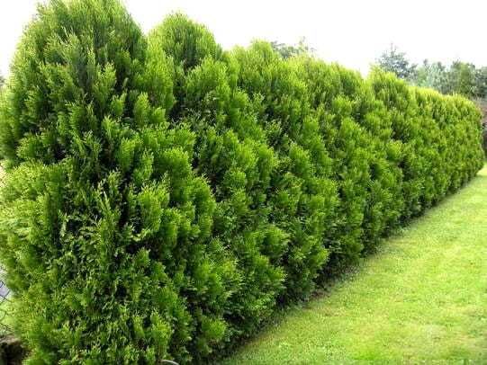Tuja  Aureospicata / Tuja Kórnik 140cm