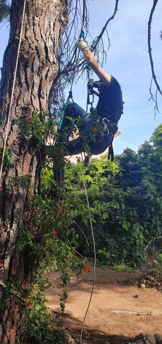 Corte e Abate de Árvores – Serviço Profissional