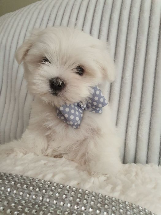 Maltańczyki Piesek z Rodowodem - Zerknij-Mini do 2,5kg.