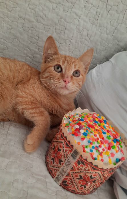 Кошеня хлопчик 3,5 місяці рудий