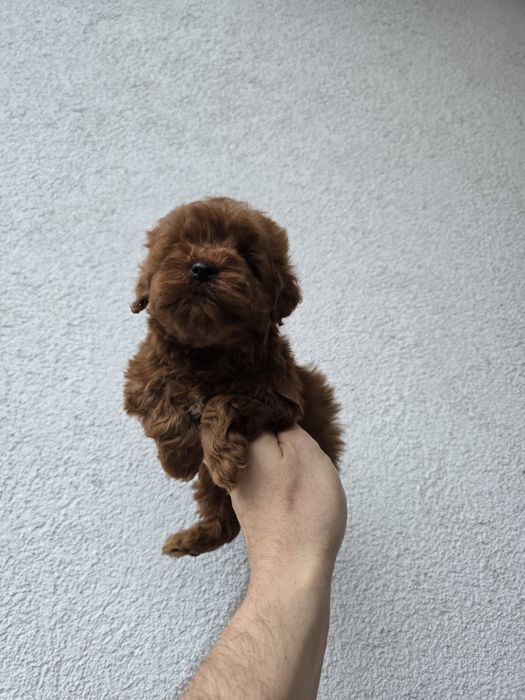 Maltipoo f2b pudel toy red Brown maltipoo f1b