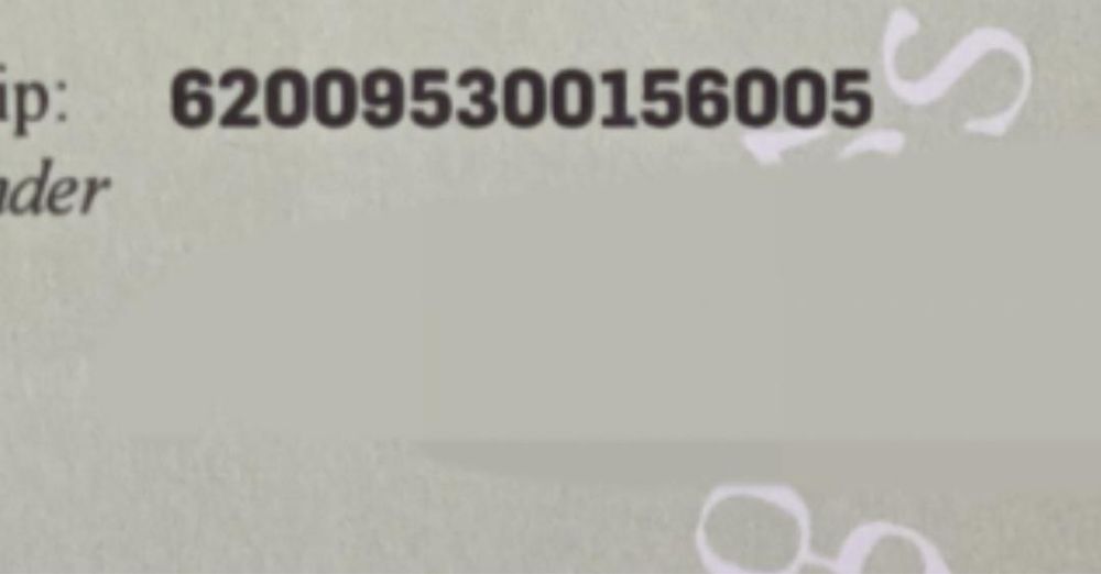 sharpei / Shar Pei macho