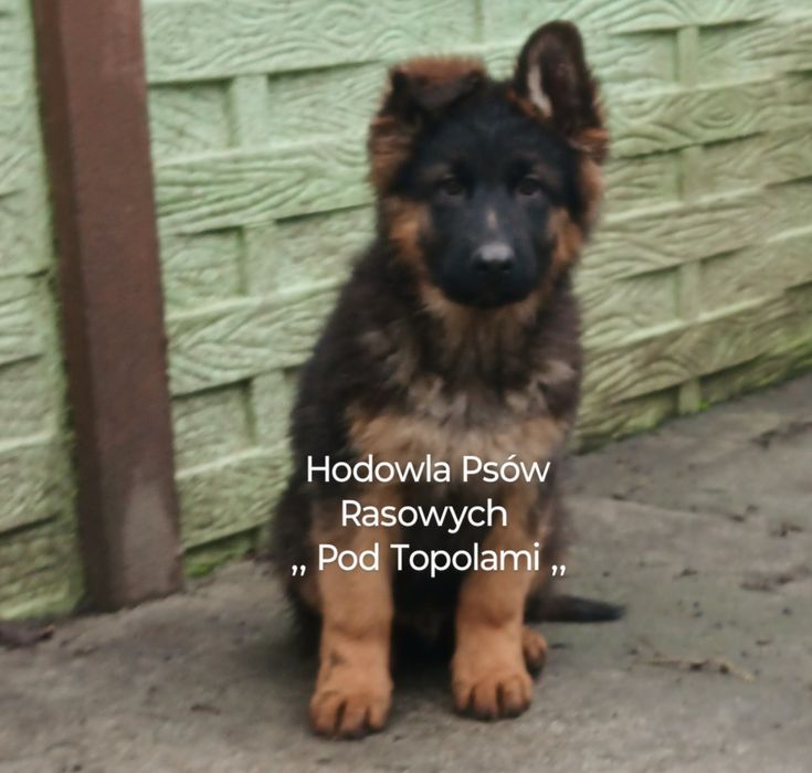 SUPER suczka/owczarek niemiecki długowłosy