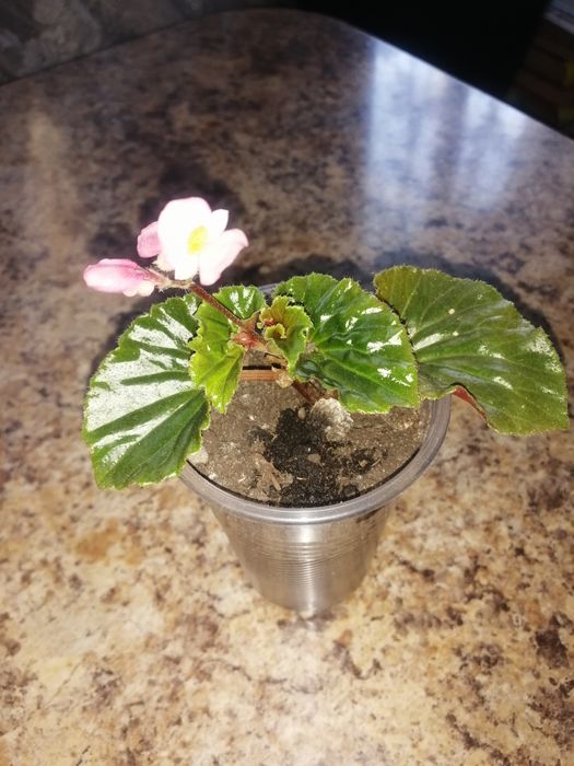 Квіти кімнатні різні