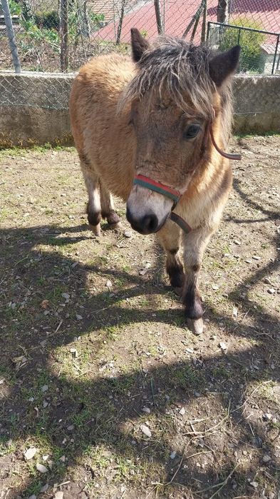 Ponei com 7 meses de idade com livro verde e chip.