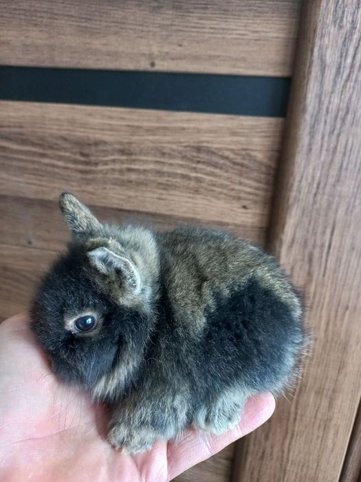 Декоративні кролики