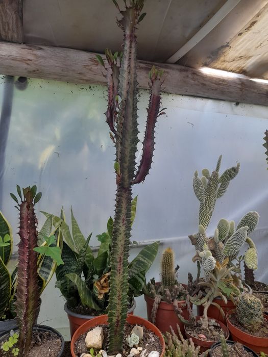 Catos e suculentas