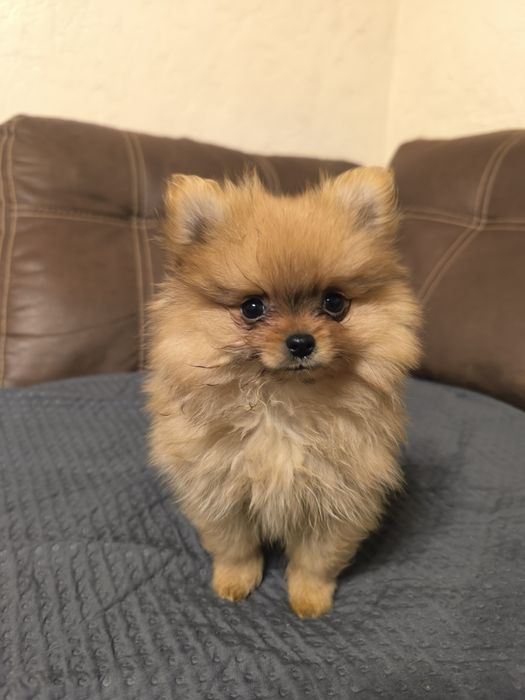 Красиві дівчатка шпіци