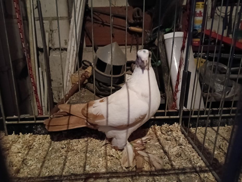 Gołębie widyny czarny i żółta