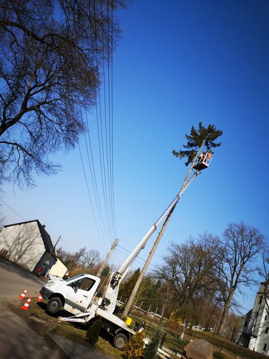 Wycinka drzew arborysta frezowanie korzeni usługi rębakiem