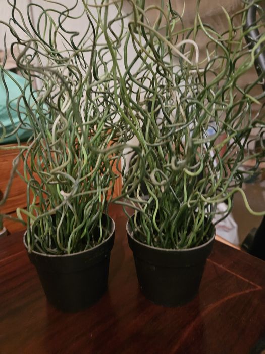 2 Plantas de decoração Ikea