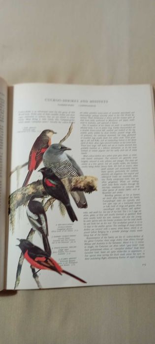 Pássaros do Mundo (Birds of the world) Austin, Singer 1966