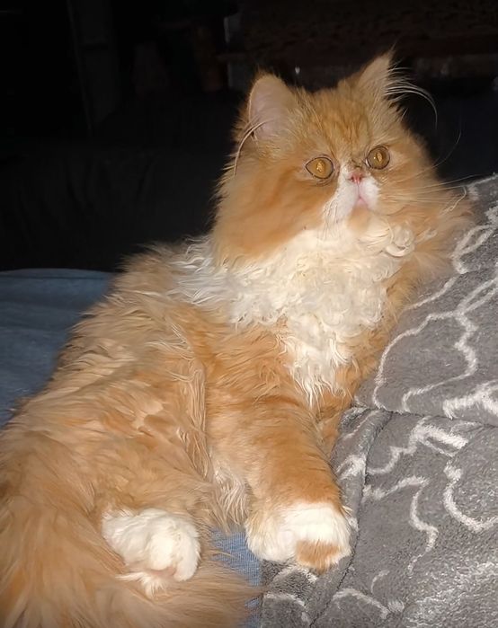 Персидская девочка