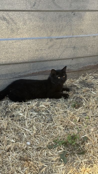 Віддам безкоштовно кошеня (дівчинка)